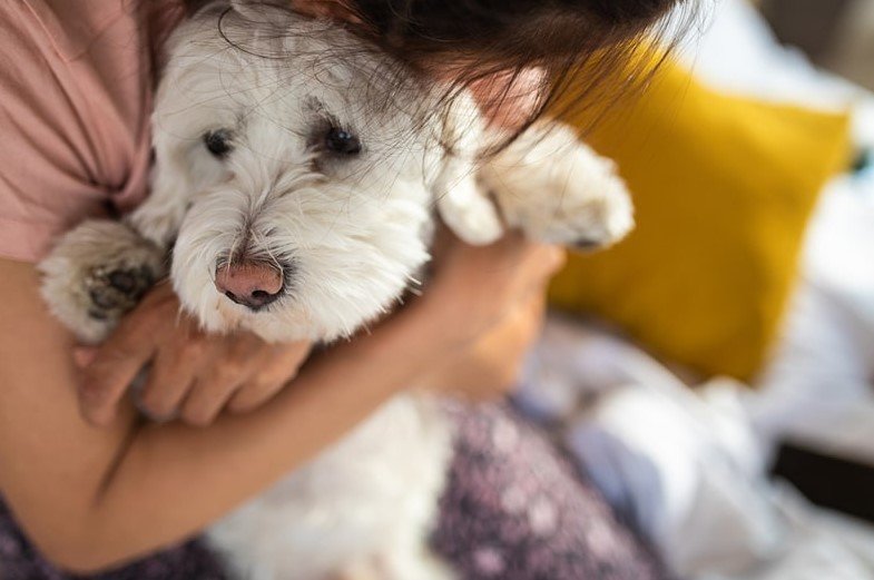 Mental Health When You Lose a Pet 
